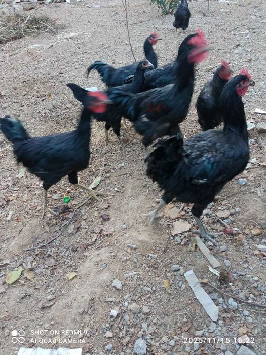 Qora Shahzoda Xo'roz