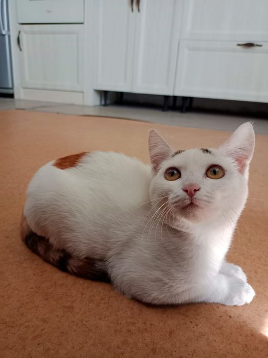 Котенок в добрые руки