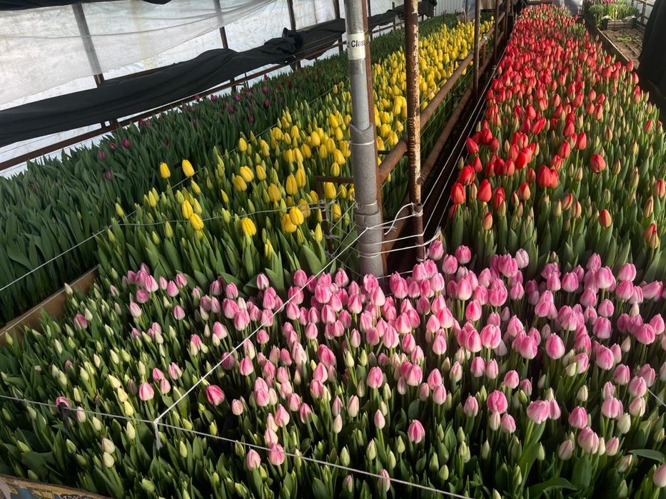 Цветы к 8 марта.