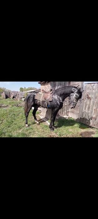 Продается Жеребец Орловец
