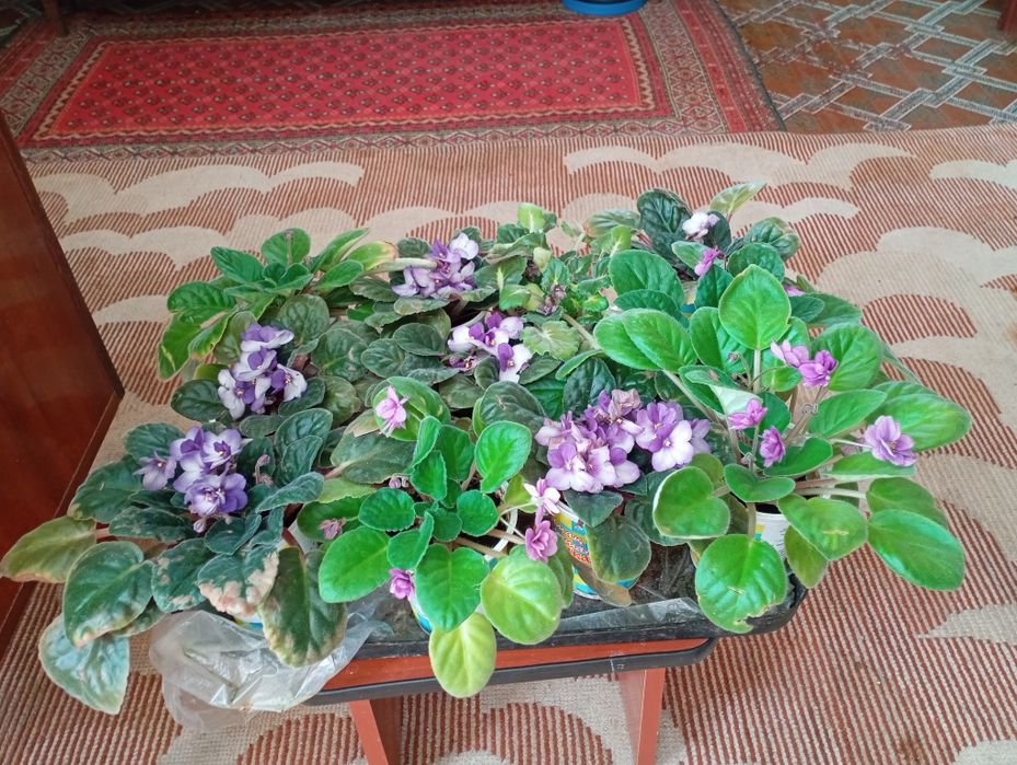 Продам фиалки трёх цветов