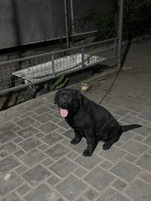 Ищем хорошего хозяйна для лабрадора