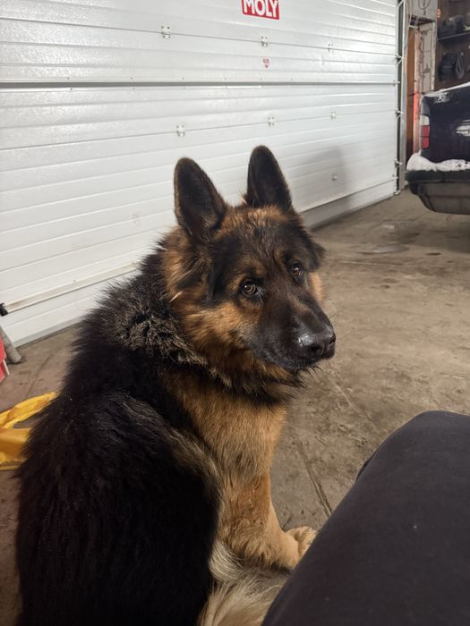 Немецкая овчарка