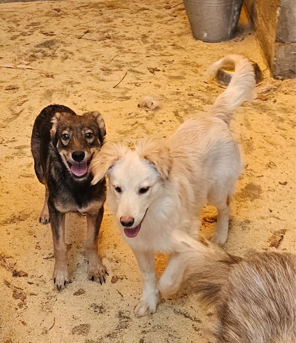 Щенки мальчики возрастом семь месяцев ищут дом