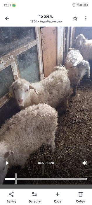 Ешкы лактар сатылады