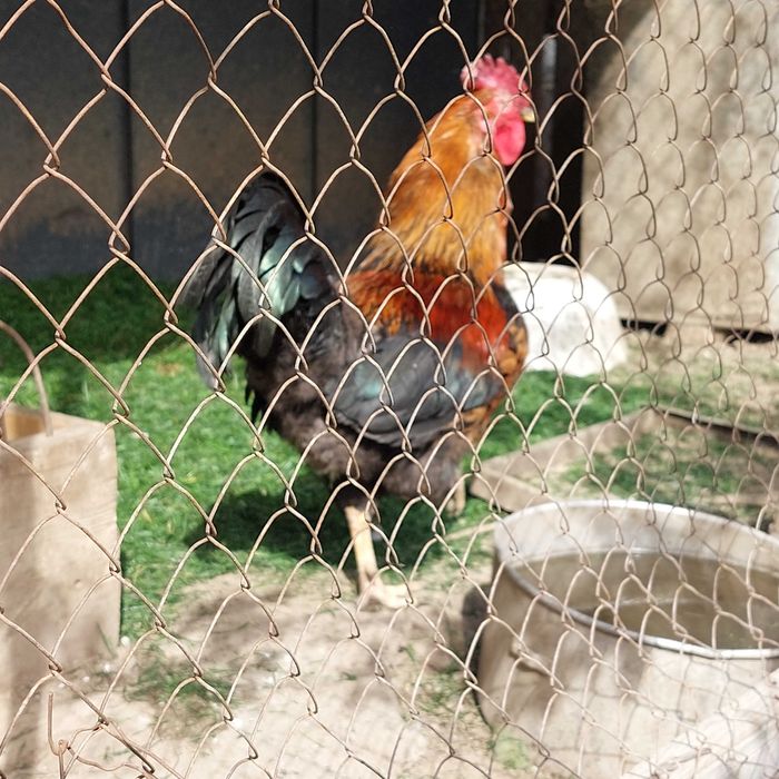Продам петуха домашнего