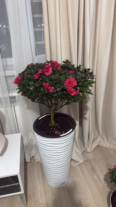 На продаже гигант Азалия