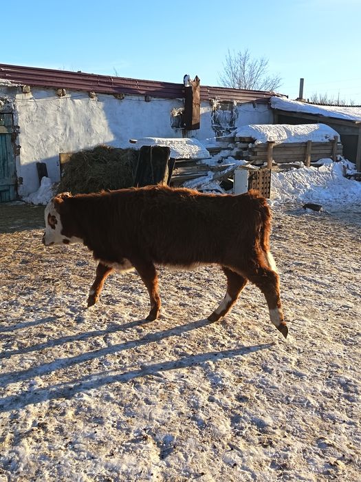 Әулиекол 1 бас Баспақ қашар сатылады