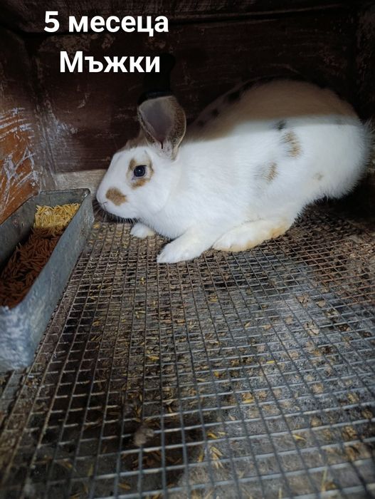 Продават се зайци мъжки и женски!