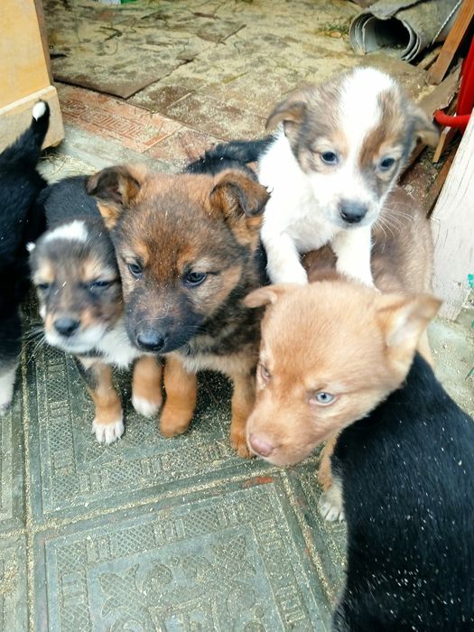 Щенки в добрые, ответственные руки.