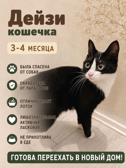 Котята бесплатно