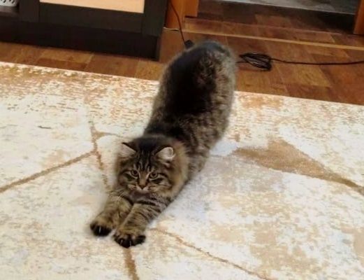 Милый котенок ищет семью