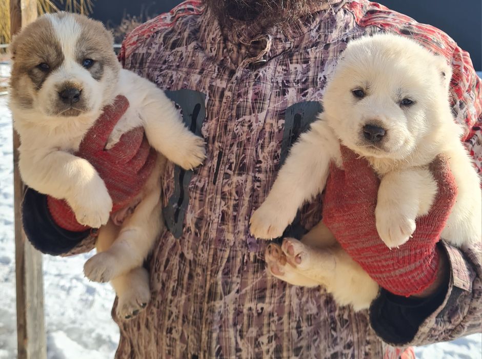 Щенки САО (Алабай)