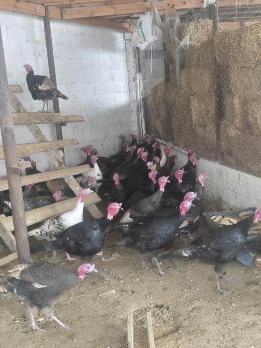 Индюк сатылады семіз