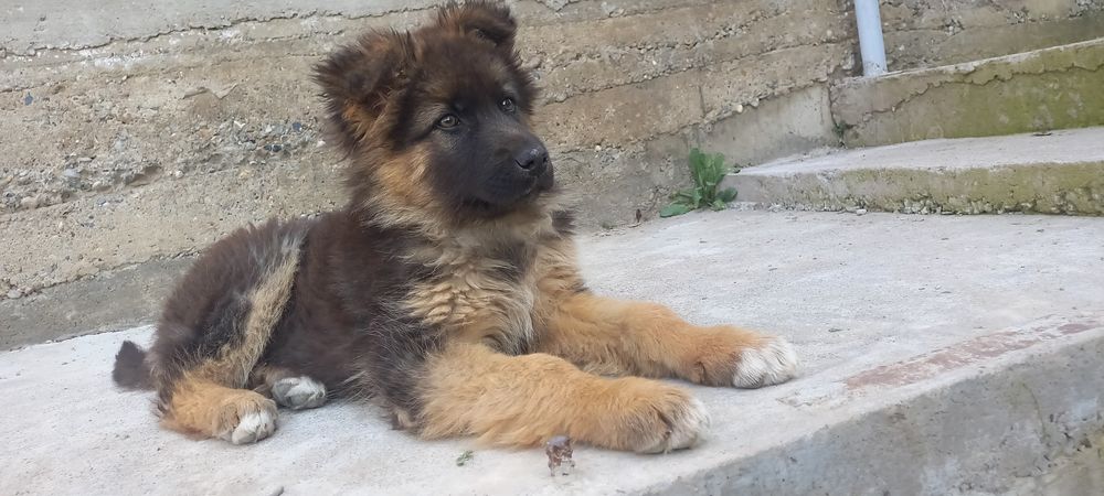 Продам щенка овчарки.девочка