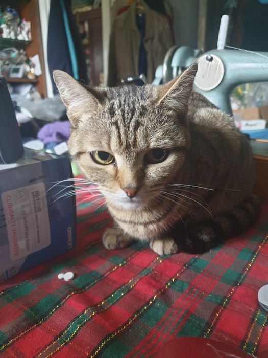 Кошечка красавица