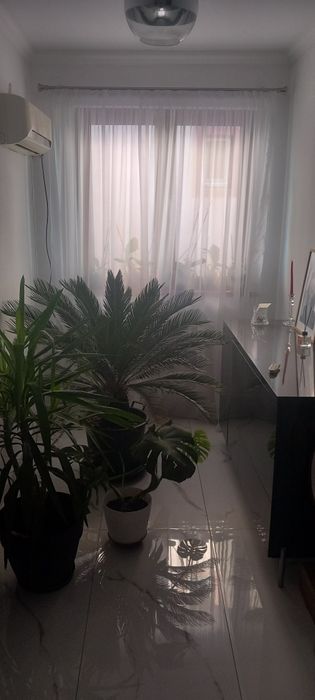 Palmier cicas revoluta japonez exotic