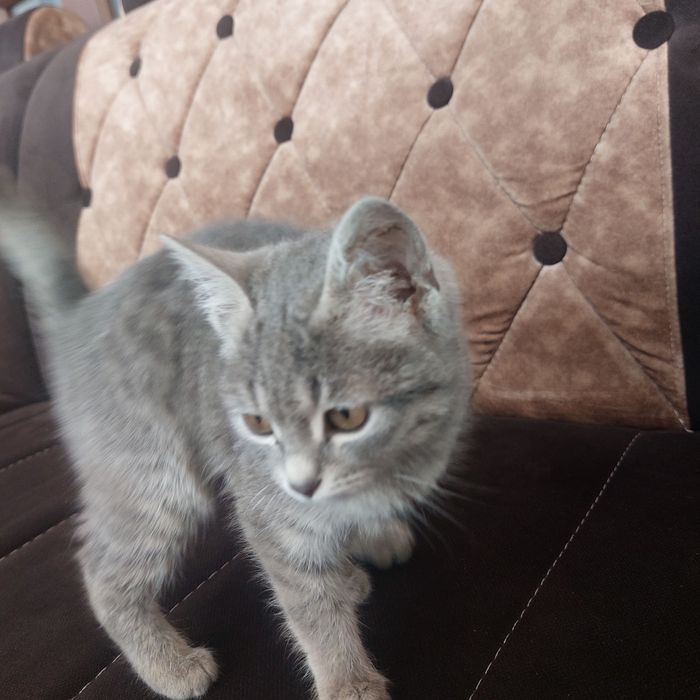 Mushuk kafolati bilan 1.5oylik