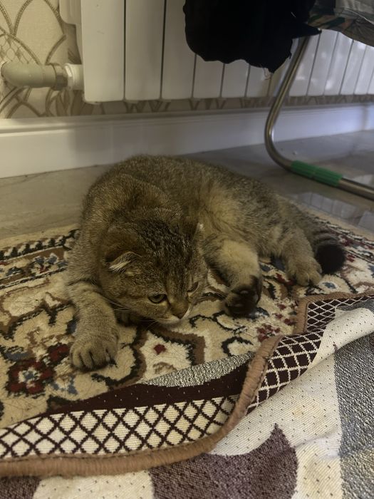 шатлански кошка1