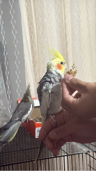 продаеться получ ручной корелла