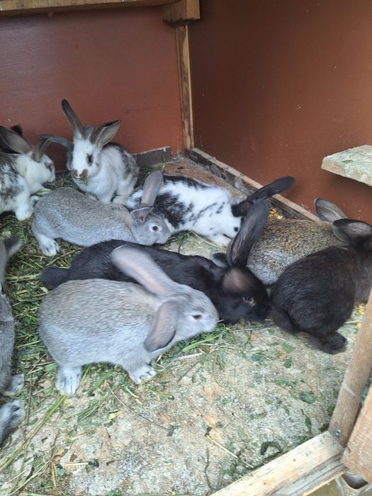 Vând iepurași în vârstă de 2 luni