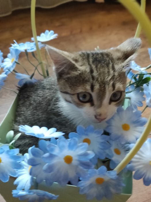 Котята воспитанные, ухоженные
