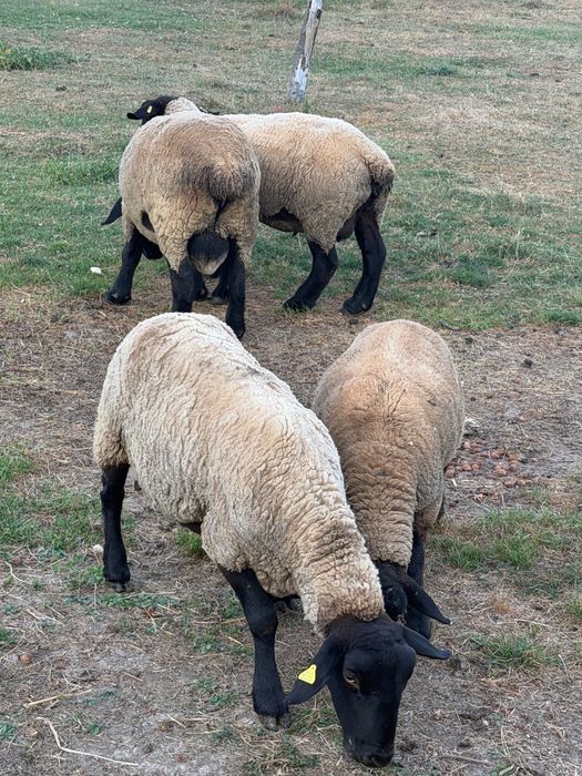 Oi Suffolk de vanzare