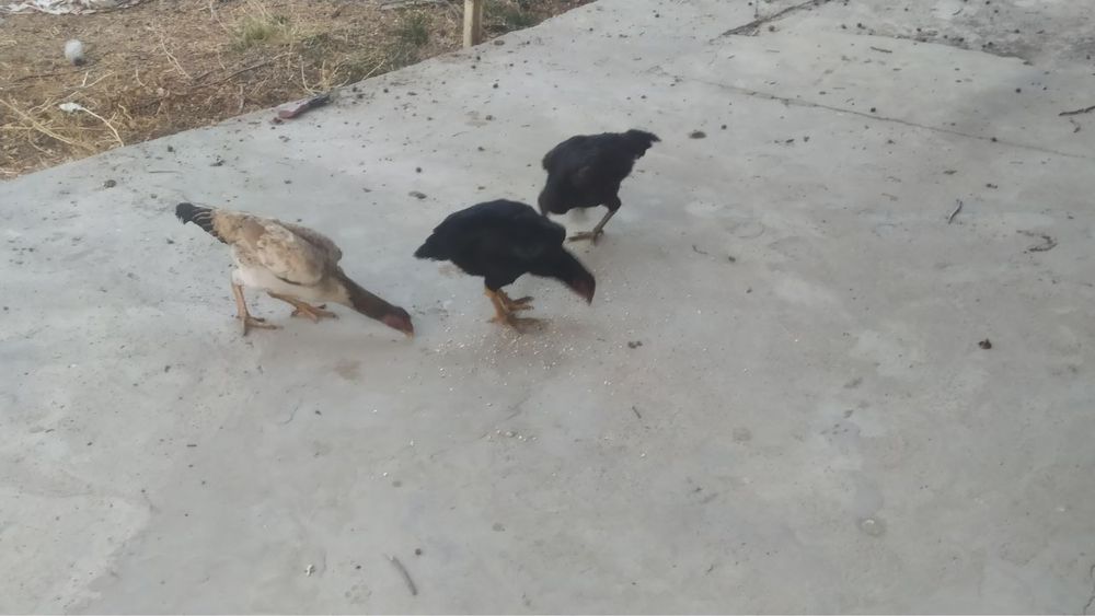 Дакан товуклар сотилади