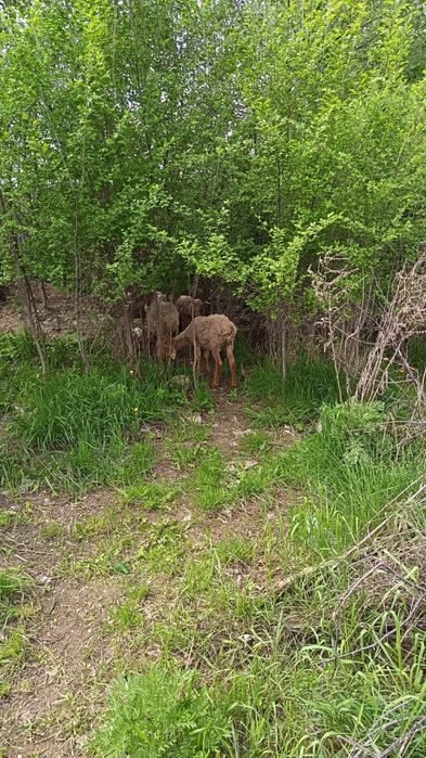Продам торг будет