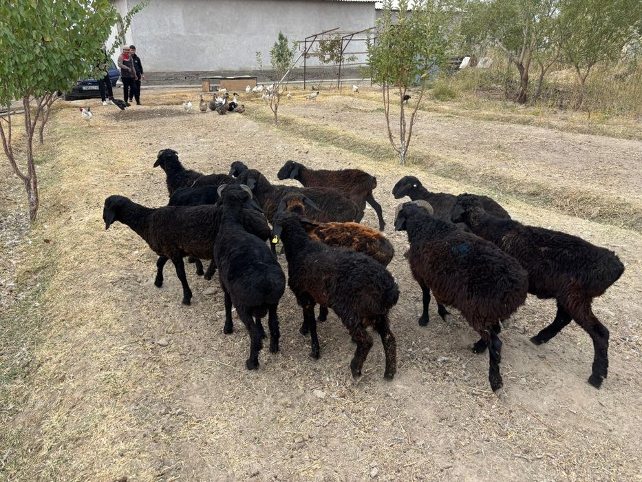 Еркек малдар сатылады