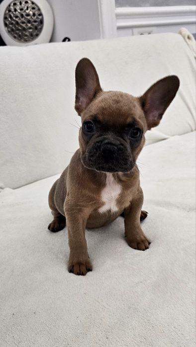 Fetita Bulldog Francez