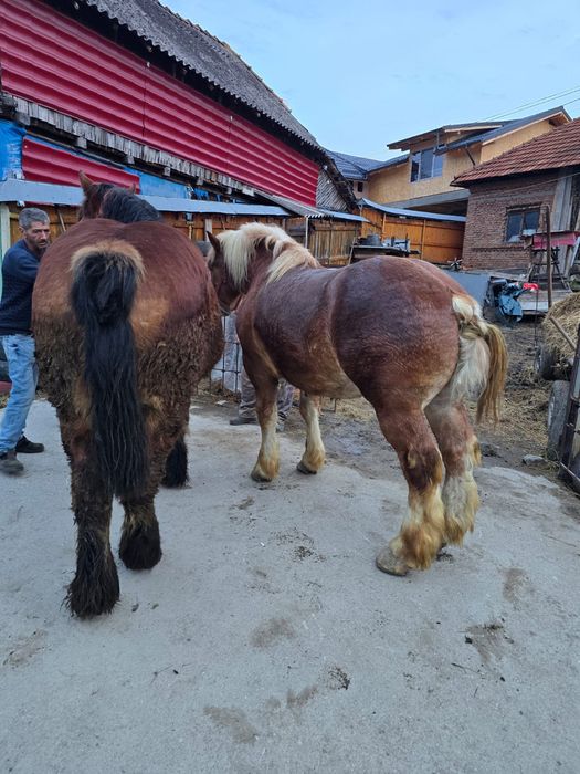 Iapă și armăsar de vânzare