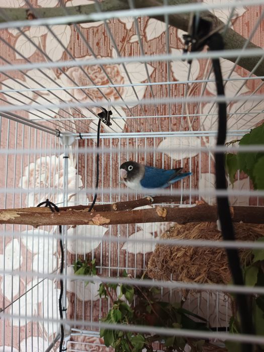 Пара неразлучников