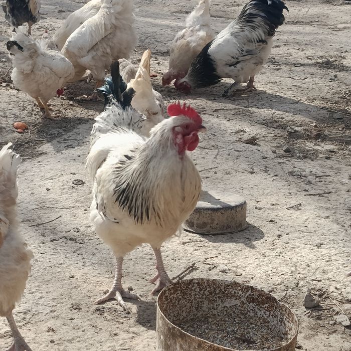 Кораздар сатылады!