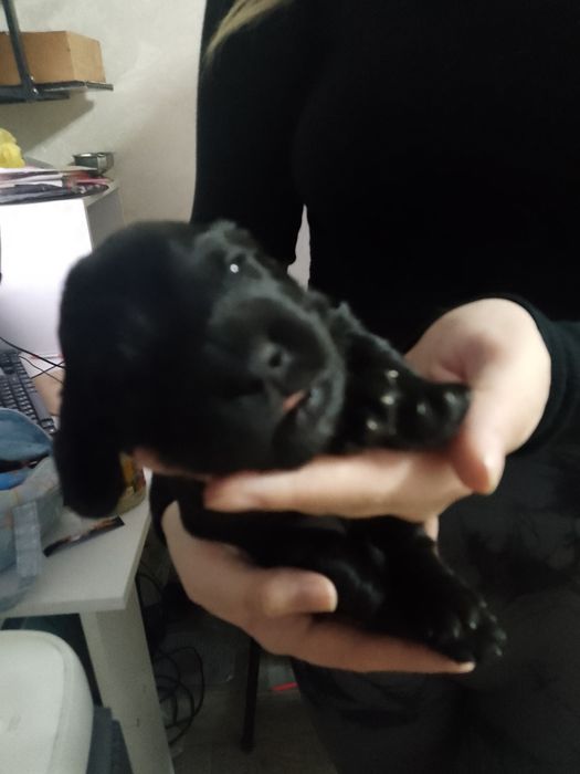 Щенки кокер спаниель