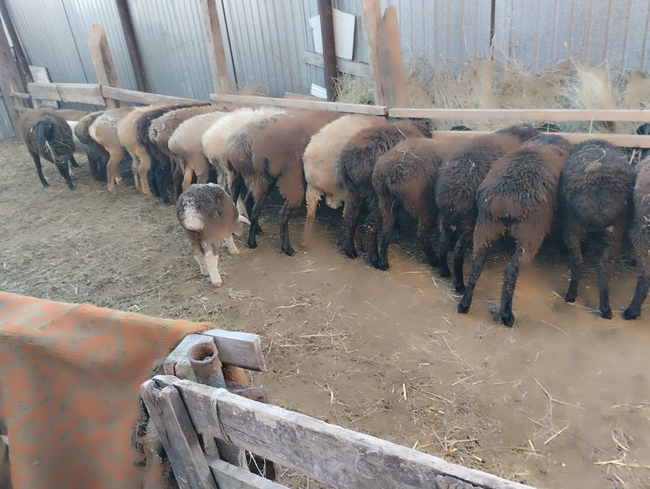 Бараны откормленные