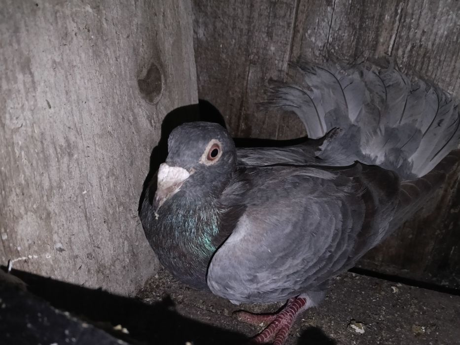 Vând porumbei voiajori