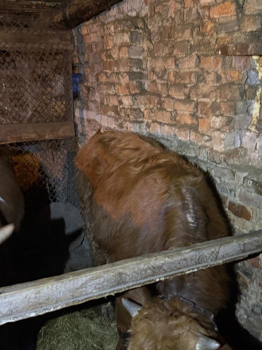 Выгодно! 7 годовалых бычков, торг уместен