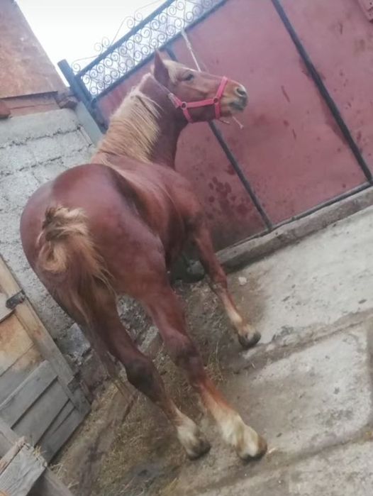 Vând armăsar de 2 ani