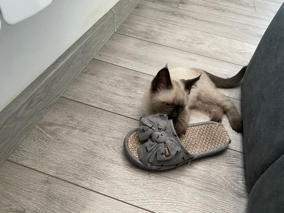 Отдам котёнка в добрые руки