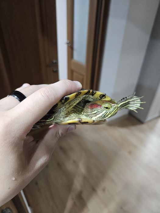 Черепаха с контейнером