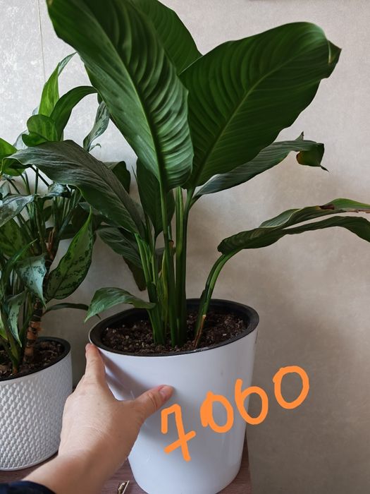 Гүл сатамын Домашние цветы