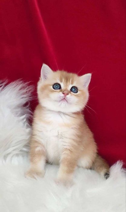 котенок Девочка британка золотая шиншила