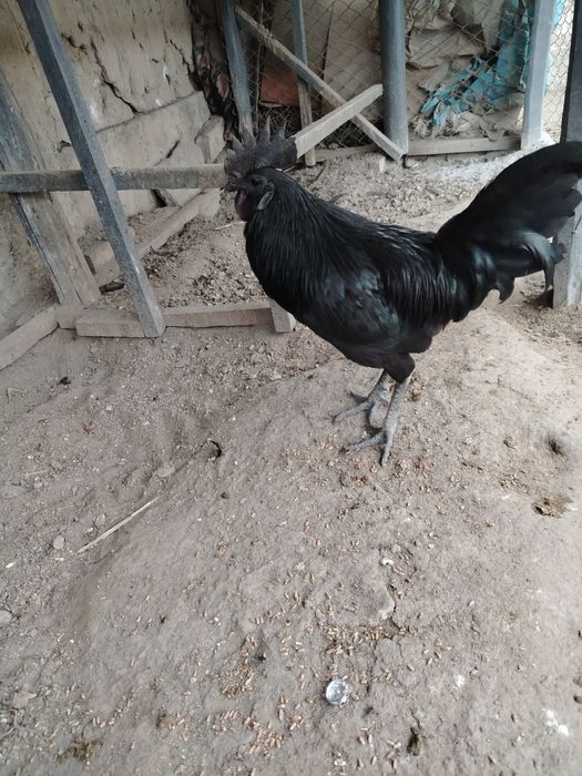 Ухайли хороз зот олишга зур, 150000 минг