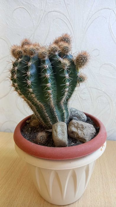 Кактусы комнатные продам