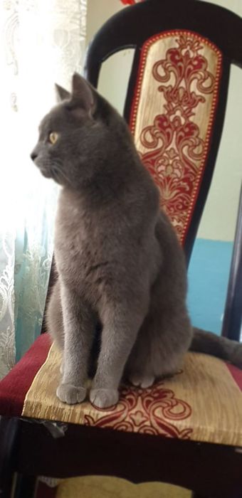 zotdor mushuk skottish stright sotiladi