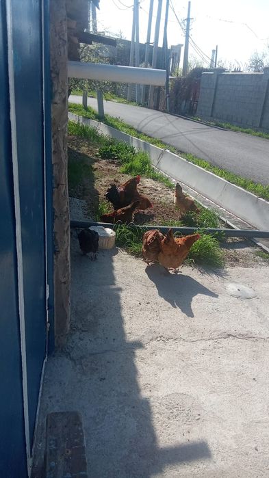 Тауыктары сатылады 17шт