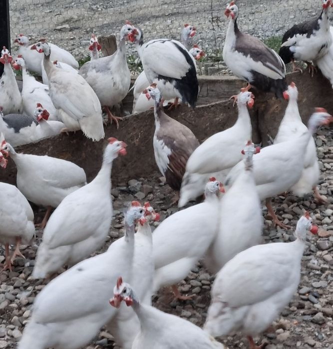 Ouă de bibilică culori rare