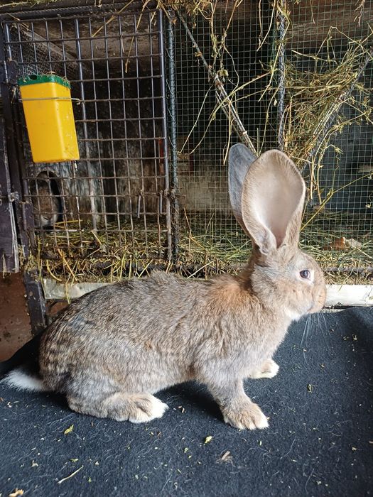 Vând iepuri Uriaș German Gri