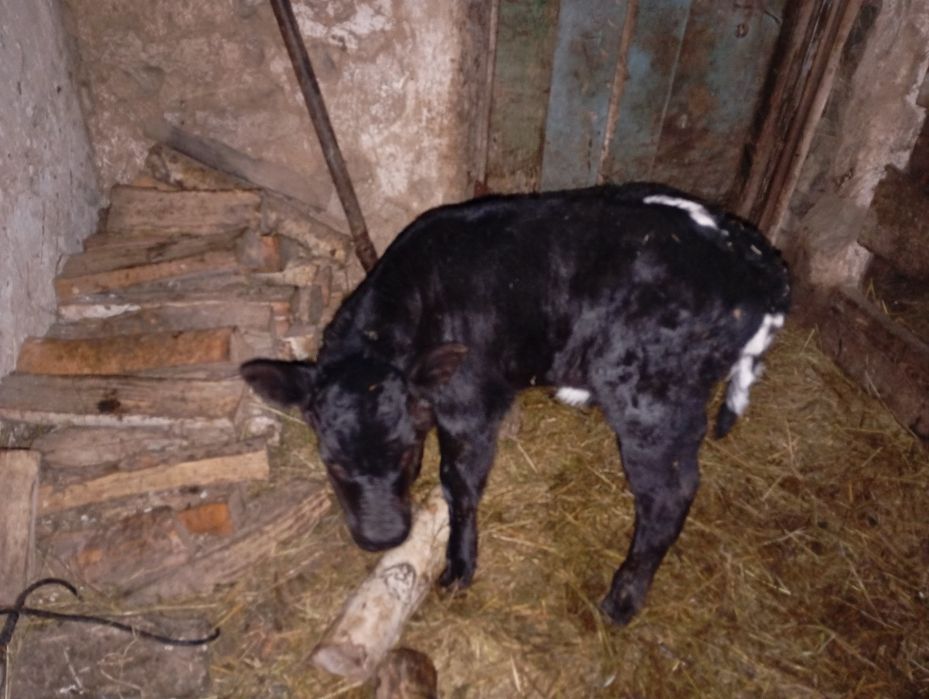 Тёлочка с теленком